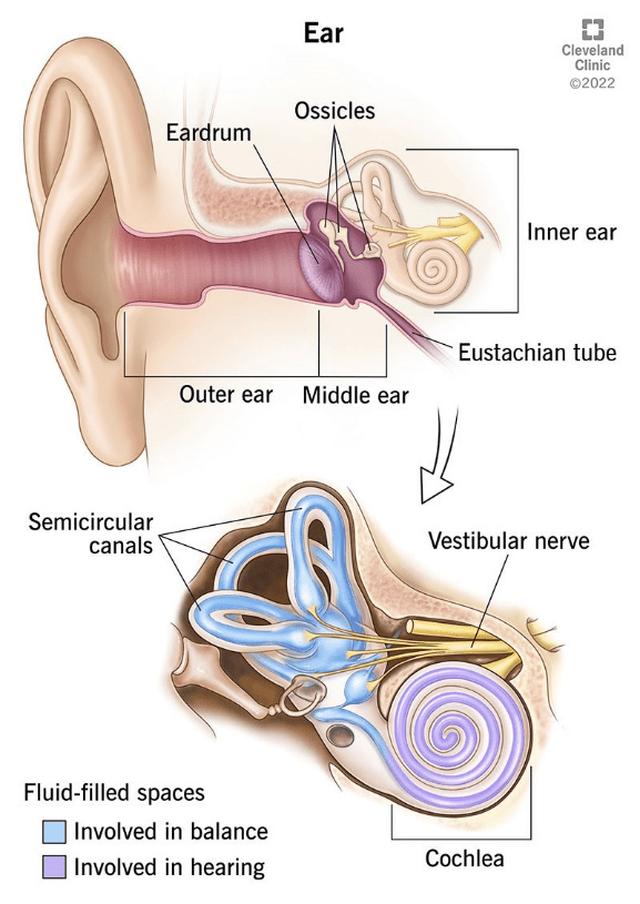 Protect yourself from hearing loss